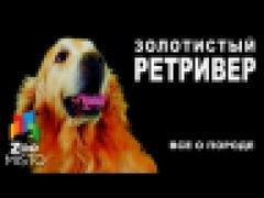 Золотистый Ретривер - Все о породе