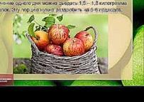 Яблочная диета  До МИНУС 10 кг