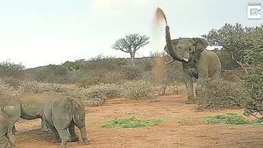 Слон отбивается от носорогов